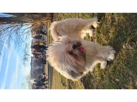 11 aylık shih tzu