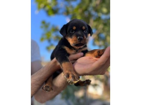 Rottweiler yavruları