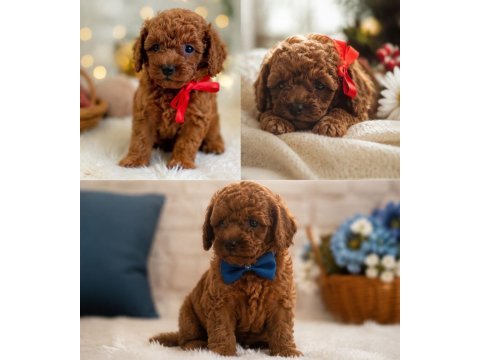 Sağlık ve ırk garantili poodle