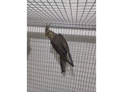 Denizlinin en kaliteli en uygun fiyata sultanın tek adresi