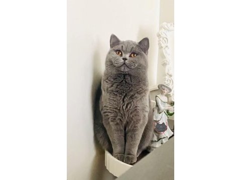 British shorthair kedisi
