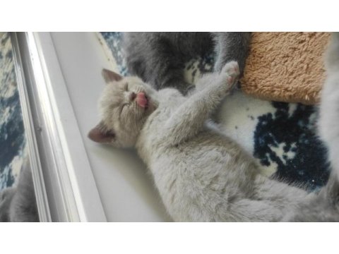 Sevimli british shorthair