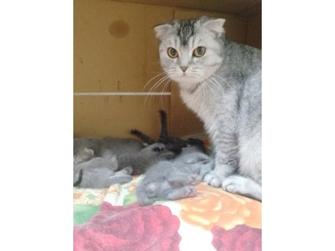 Scottish fold anne ve 6 yavru – toplu (20 günlük)