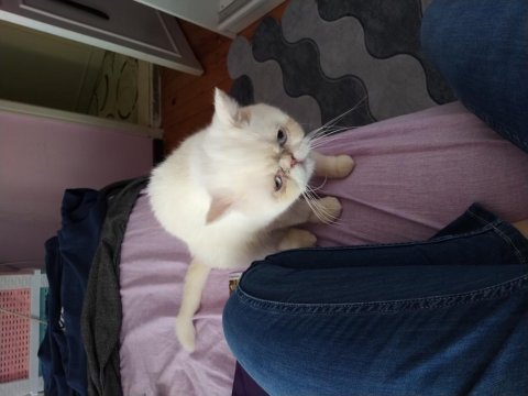 1.5 yaşında mavi gözlü exotic shorthair