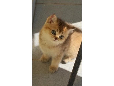 Uyguna golden british shorthair yavrular