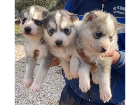 Safkan üst kalite husky