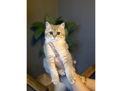 Brıtısh shorthair golden yavrularım 