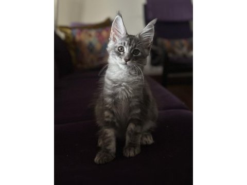 Safkan maine coon