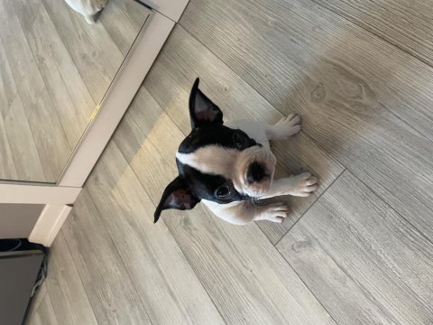 2 aylık yavru safkan french bulldog