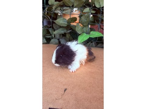 Sevimli ginepigler