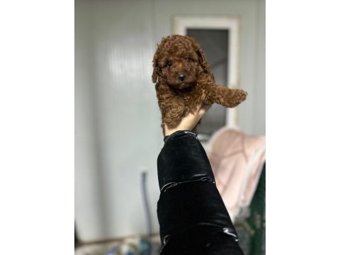 Kore kan red brown toy poodle