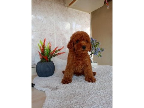 Red toy poodle erkek yavru