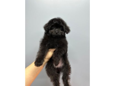 Toy boyut f1 maltipoo yavrular