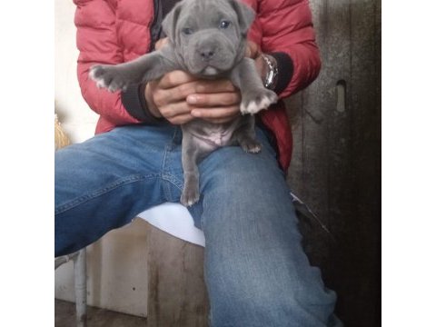 Dev cane corso a kalite yavrularımız
