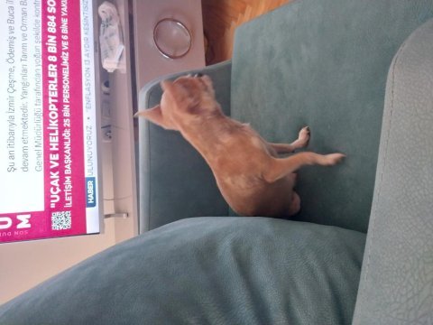 Micro boy chihuahua