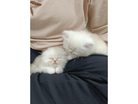 Anne safkan iran kedisi baba chinchilla