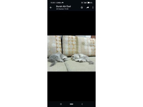 3 aylık yavru british longhair yavrular