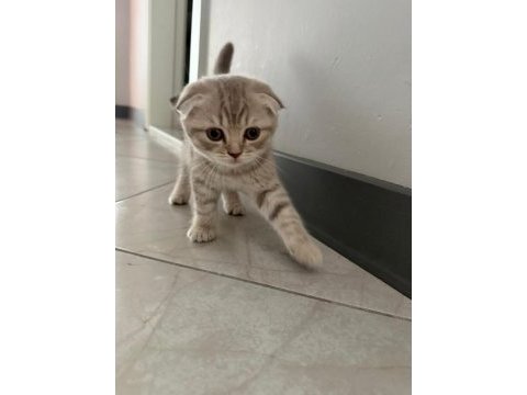 Son dişi yavru scottish fold