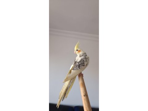 Grey sultan papağanı yavru daha