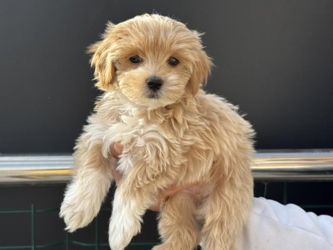Ruhsatlı çiftlikde ziyarete açık kore maltipoo