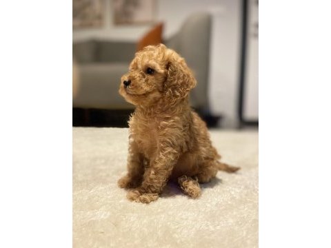 En güzel toy poodle bebekler