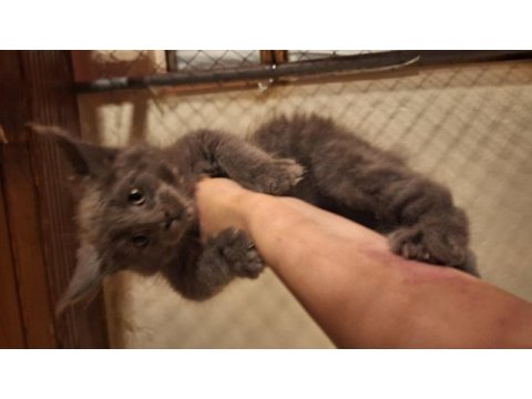 Safkan dev maine coon yavrular full şecere