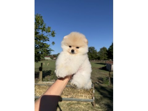 Ayıcık kafa pomeranian boo teddy face