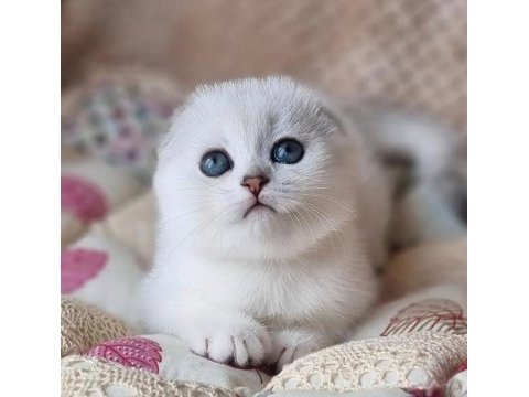 Saf kan en kaliteli ns1133 scottish fold shorthair