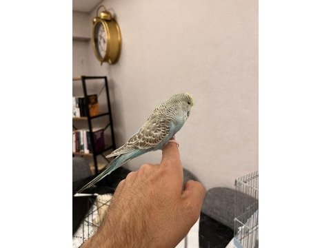 Yavru ele alışlın şhow jumbo erkek muhabbet kuşu