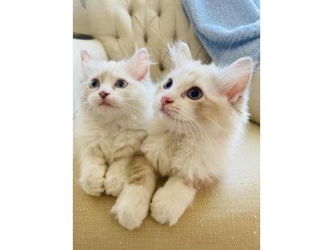 Ragdoll bebekler