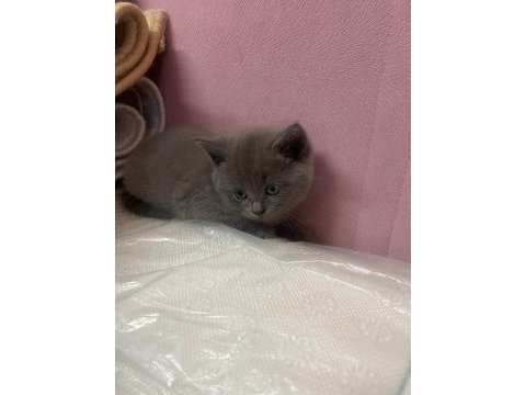 Safkan british shorthair yavrularımız yeni yuvalarına hazır