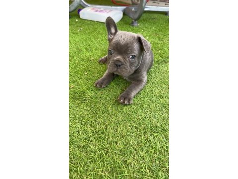 French bulldog