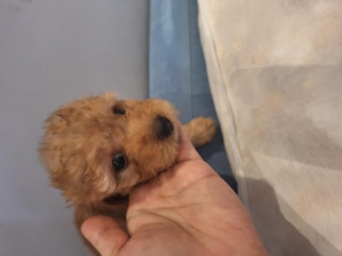 Dişi maltipoo yavrumuz 2 aylık