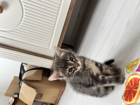 Anne ve yavru kedilerine acil yuva