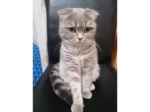 2.5 aylık scottish fold