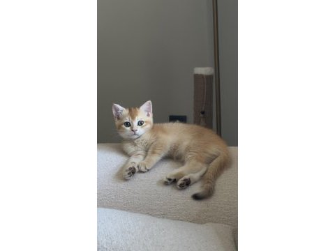 Özel kürklü golden british shorthair yavru