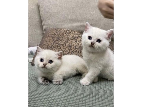 British shorthair yavruları