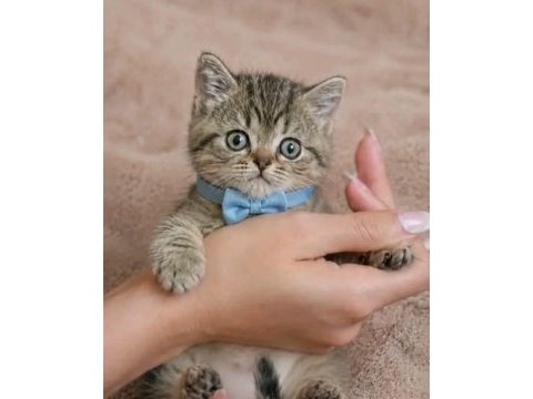 Scottish straight tabby erkek bebeğim