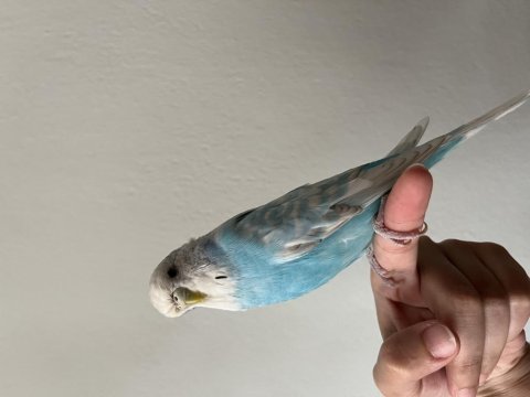 Jumbo kuş