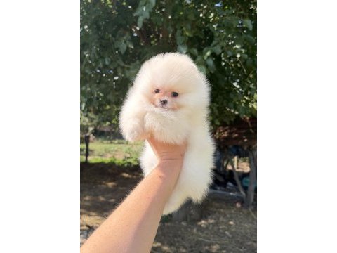 Zırve dişi pomeranian boo en iyisini isteyenlere