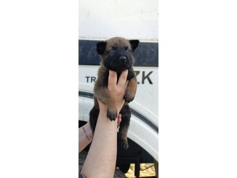 Belçika malinois yavrularımız ırk garantilidir