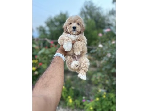 Maltipoo yavruları