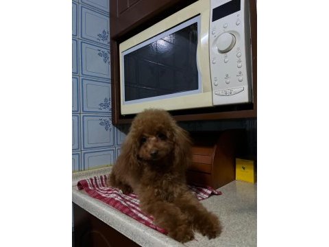 Toy poodle dişi