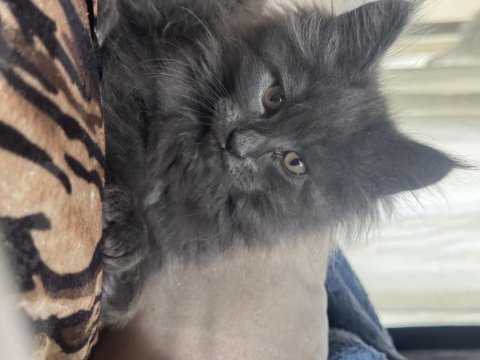 Maine coon kedileri