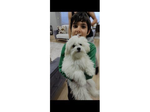 8 aylık orjinal dişi maltese terrier