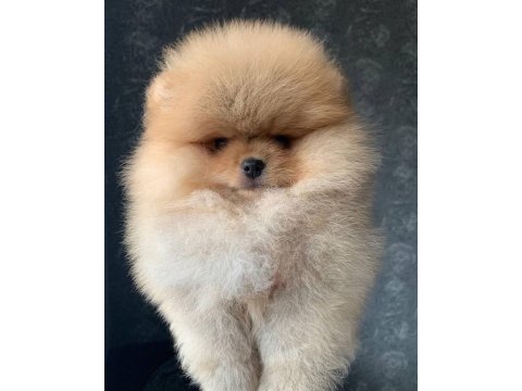 Teddy bear pomeranian yavruları