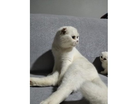 2 yaşında scottish fold beyaz
