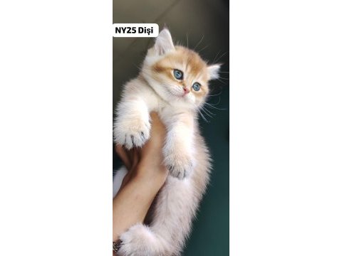 Golden british shorthair yavrular