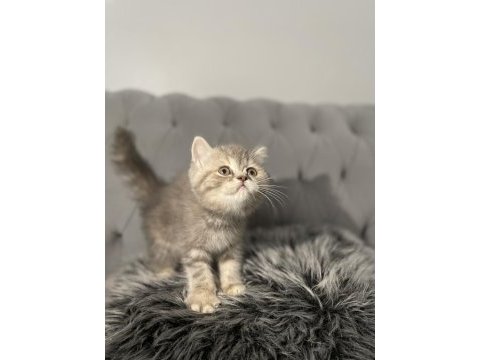 British kedim yeni sahibini arıyor