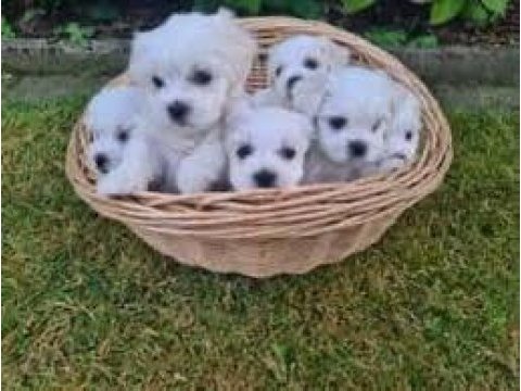 Maltese terrier xs sıfır numara pamuk gibi bebekleri